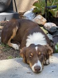 Found/Stray Male Dog last seen End of master’s ridge road, Chula Vista, CA 91915