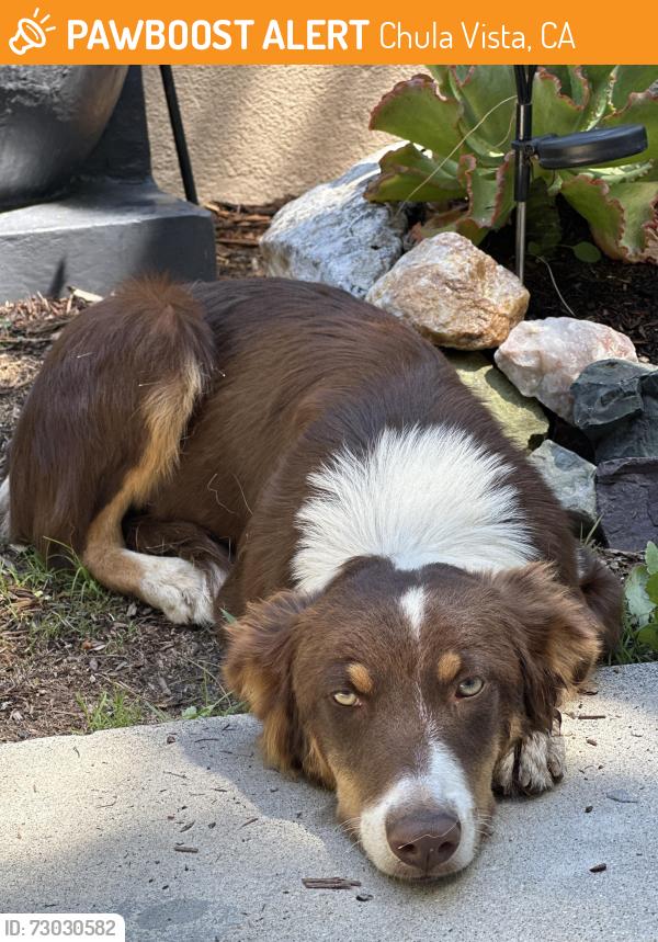Found/Stray Male Dog last seen End of master’s ridge road, Chula Vista, CA 91915
