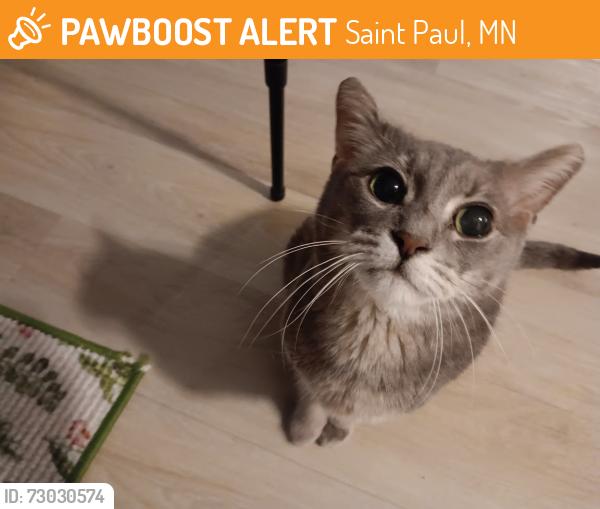 Found/Stray Male Cat last seen W Taylor Ave, Saint Paul, MN 55101