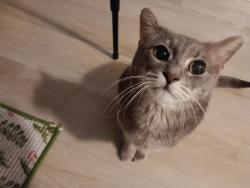 Found/Stray Male Cat last seen W Taylor Ave, Saint Paul, MN 55101