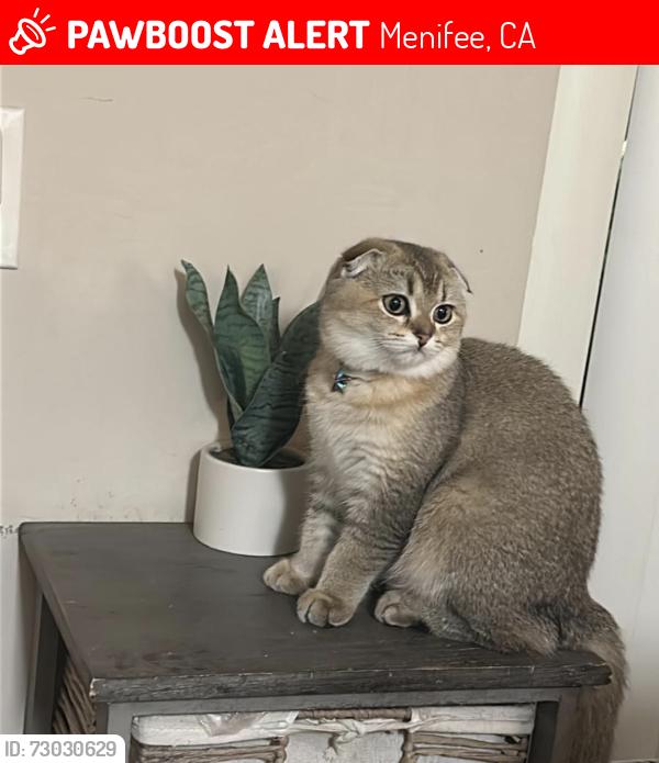 Lost Female Cat last seen Park city ave, Menifee, CA 92586