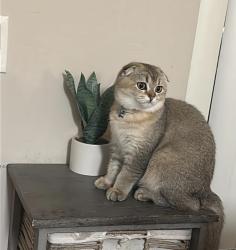 Lost Female Cat last seen Park city ave, Menifee, CA 92586