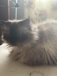 Lost Female Cat last seen Krogers, Cross Lanes, WV 25313