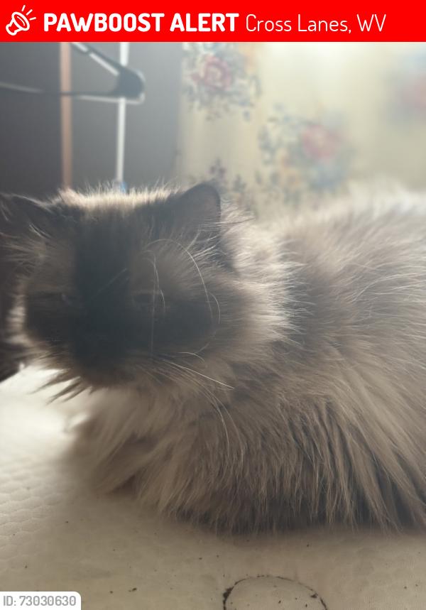Lost Female Cat last seen Krogers, Cross Lanes, WV 25313