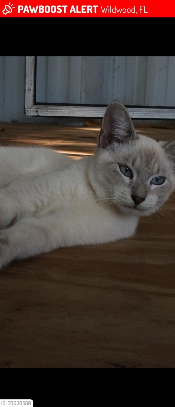 Lost Male Cat last seen Near east state road 44 , Wildwood, FL 34785