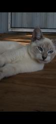 Lost Male Cat last seen Near east state road 44 , Wildwood, FL 34785
