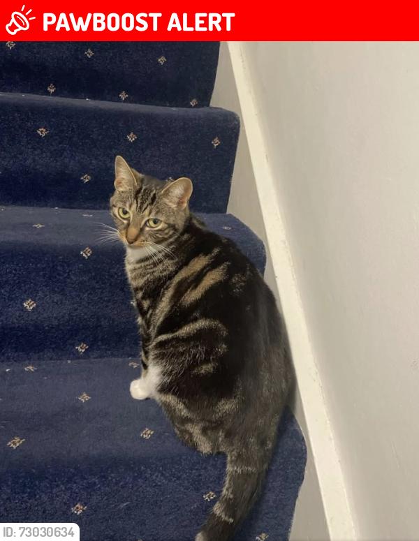 Lost Female Cat last seen ashbourne close, Leicestershire, England LE18
