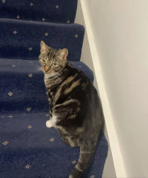 Lost Female Cat last seen ashbourne close, Leicestershire, England LE18