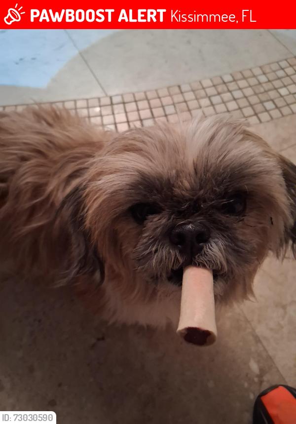 Lost Female Dog last seen Bradford and Monterey, Kissimmee, FL 34758