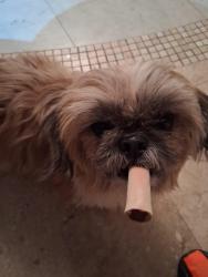 Lost Female Dog last seen Bradford and Monterey, Kissimmee, FL 34758