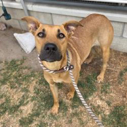 Found/Stray Female Dog last seen Near Orange Ave, Long Beach, CA 90805, Long Beach, CA 90805