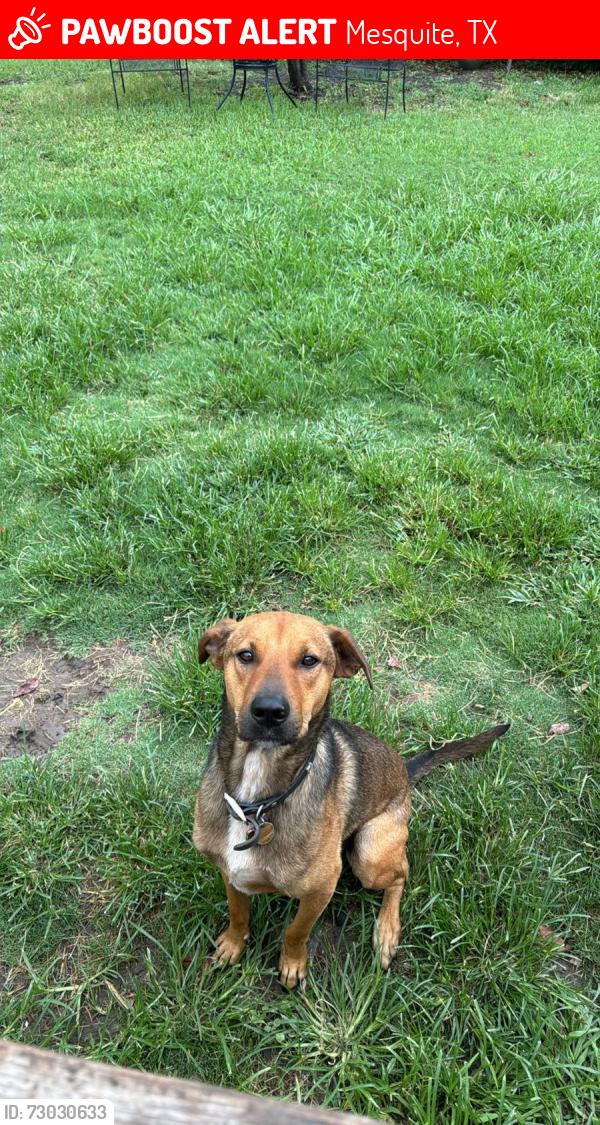 Lost Male Dog last seen Copper Meadow and Winding Creek , Mesquite, TX 75149