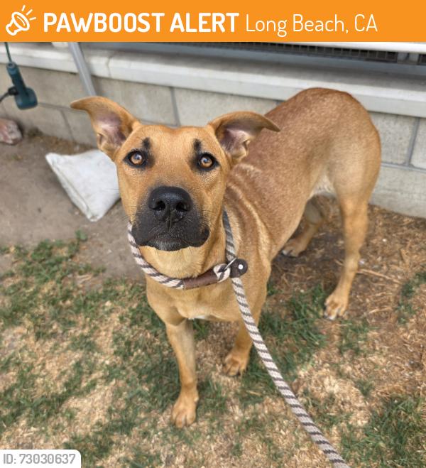 Found/Stray Female Dog last seen Near Orange Ave, Long Beach, CA 90805, Long Beach, CA 90805