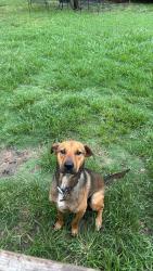 Lost Male Dog last seen Copper Meadow and Winding Creek , Mesquite, TX 75149