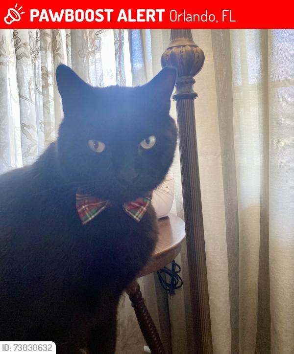 Lost Male Cat last seen Ardsley/Maury, Orlando, FL 32804