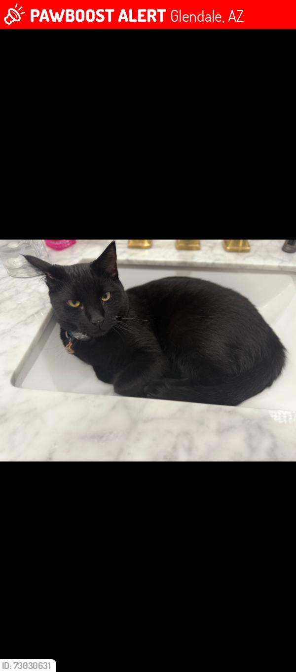 Lost Male Cat last seen Near w charlotte drive, Glendale, AZ 85310