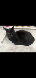 Lost Male Cat last seen Near w charlotte drive, Glendale, AZ 85310