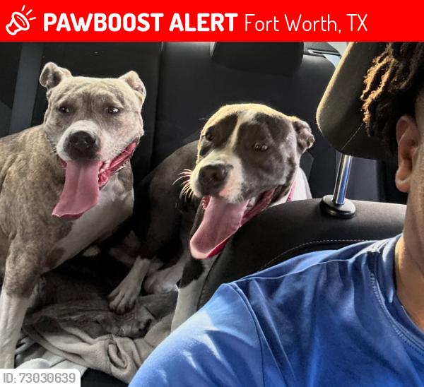 Lost Female Dog last seen Winterhazel, Fort Worth, TX 76137