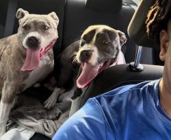 Lost Female Dog last seen Winterhazel, Fort Worth, TX 76137