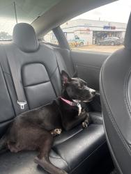 Found/Stray Female Dog last seen Park, Houston, TX 77024