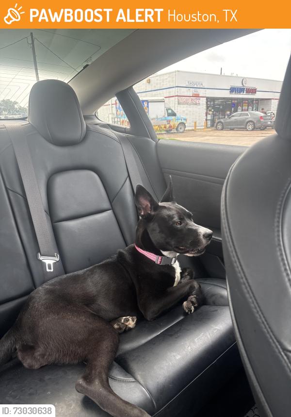 Found/Stray Female Dog last seen Park, Houston, TX 77024