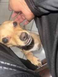 Found/Stray Female Dog last seen Craig and Puebla street, Sunrise Manor, NV 89115