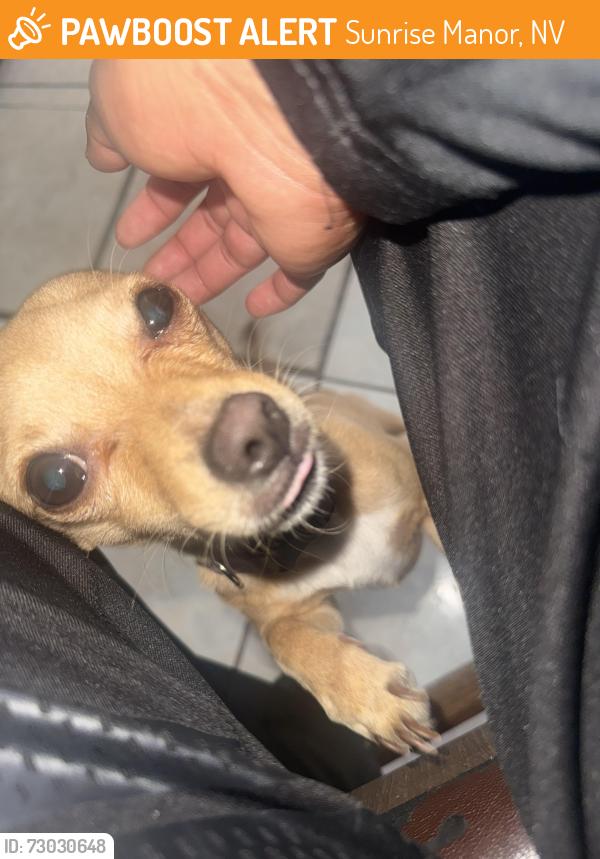 Found/Stray Female Dog last seen Craig and Puebla street, Sunrise Manor, NV 89115