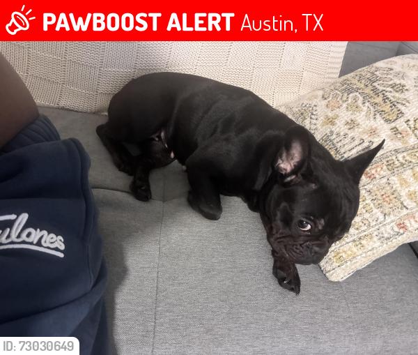 Lost Female Dog last seen Cameron rd, Austin, TX 78723