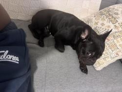 Lost Female Dog last seen Cameron rd, Austin, TX 78723