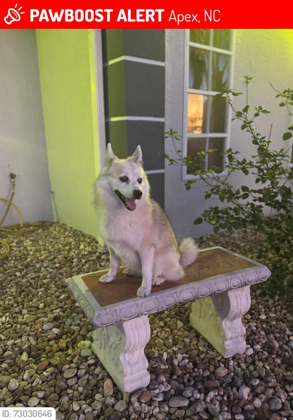 Lost Female Dog last seen Near Abby knoll dr apex, Apex, NC 27502