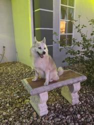 Lost Female Dog last seen Near Abby knoll dr apex, Apex, NC 27502