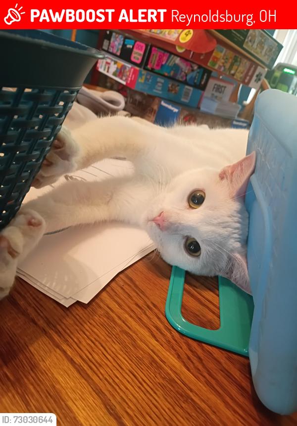 Lost Male Cat last seen Near Seranade Street Reynoldsburg OH, Reynoldsburg, OH 43068