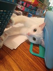 Lost Male Cat last seen Near Seranade Street Reynoldsburg OH, Reynoldsburg, OH 43068