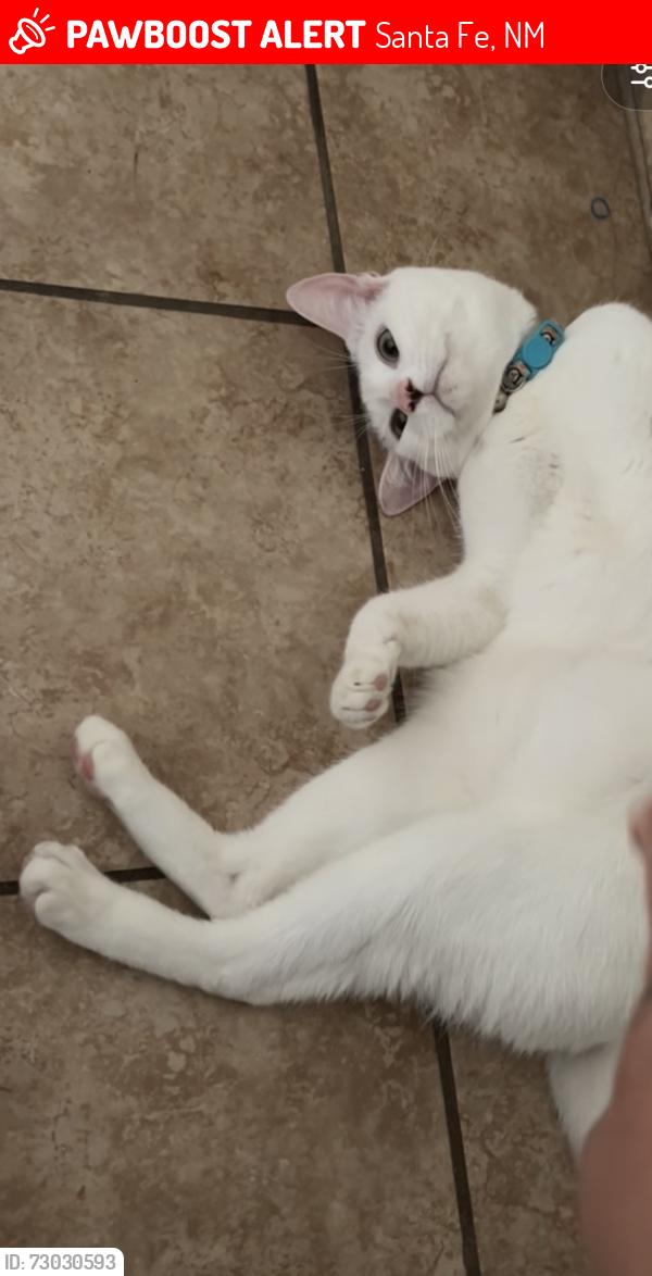 Lost Male Cat last seen Vuelta Ventura, Santa Fe, NM 87507