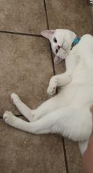 Lost Male Cat last seen Vuelta Ventura, Santa Fe, NM 87507
