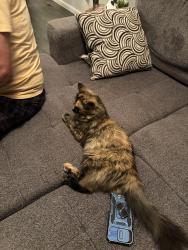 Found/Stray Female Cat last seen Bridlewood, Calgary, AB T2Y 3T5