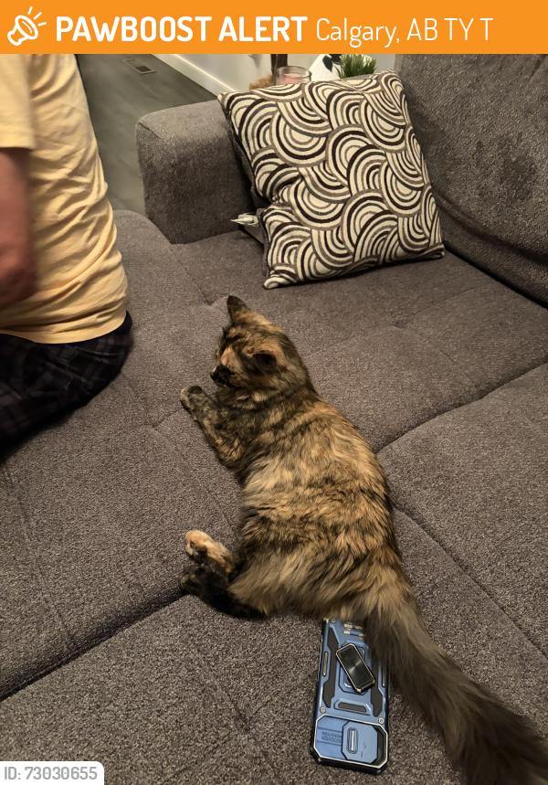Found/Stray Female Cat last seen Bridlewood, Calgary, AB T2Y 3T5