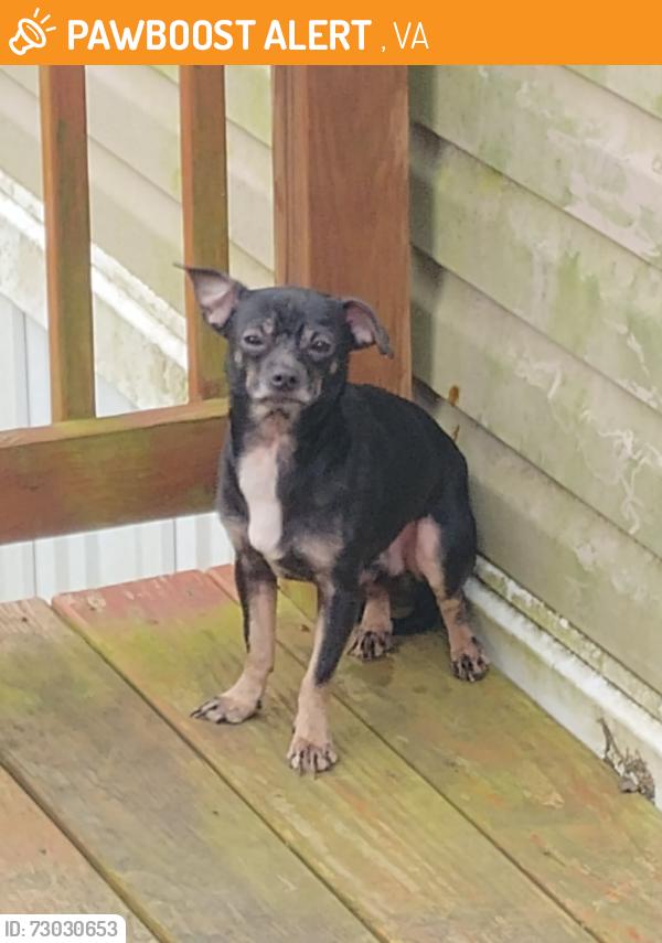 Found/Stray Male Dog last seen Va, Richmond, VA 23219