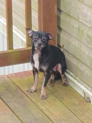 Found/Stray Male Dog last seen Va, Richmond, VA 23219