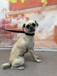 Shelter Stray Female Dog last seen , 333 Chandler Pl, San Bernardino, CA 92408, USA