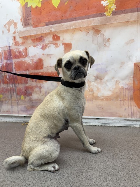 Shelter Stray Female Dog last seen , 333 Chandler Pl, San Bernardino, CA 92408, USA