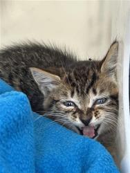 Shelter Stray Unknown Cat last seen GATEWAY PARK BLVD & SPORTS DR, 2127 Front St, Sacramento, CA 95818, USA