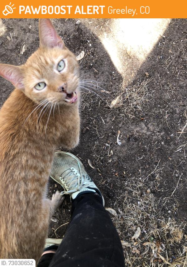 Found/Stray Male Cat last seen 19th Ave & 11th St, Greeley, Greeley, CO 80631