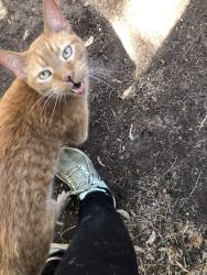 Found/Stray Male Cat last seen 19th Ave & 11th St, Greeley, Greeley, CO 80631