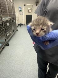 Shelter Stray Female Cat last seen , 201 S Mt Vernon Ave, Bakersfield, CA 93307, USA