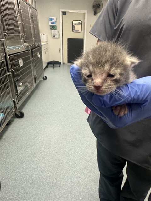 Shelter Stray Female Cat last seen , 201 S Mt Vernon Ave, Bakersfield, CA 93307, USA