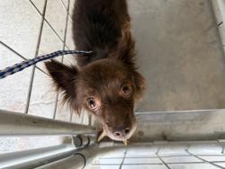 Shelter Stray Male Dog last seen Near BLK MONTCLAIR ST BAKERFIELD,CA, 201 S Mt Vernon Ave, Bakersfield, CA 93307, USA