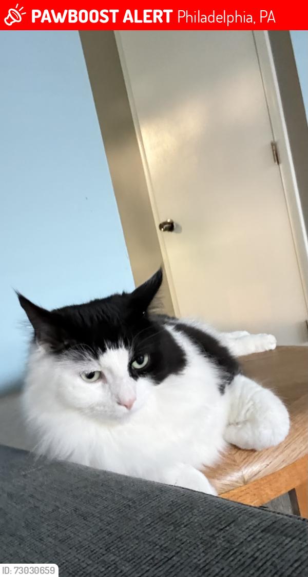 Lost Male Cat last seen Medford /Vinton road, Philadelphia, PA 19154