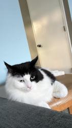 Lost Male Cat last seen Medford /Vinton road, Philadelphia, PA 19154
