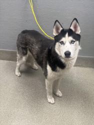 Shelter Stray Male Dog last seen Near BLOCK S NELLIS BLVD, LAS VEGAS NV 89104, 655 N Mojave Rd, Las Vegas, NV 89101, USA